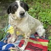 Dalia, Hunde-Omi sucht neues Zuhause
