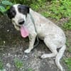 Dalia, Hunde-Omi sucht neues Zuhause