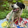 Dalia, Hunde-Omi sucht neues Zuhause
