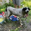 Dalia, Hunde-Omi sucht neues Zuhause