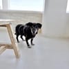 Small Ira, ruhige Hundeomi, ca. 15 Jahre,*in 55271*