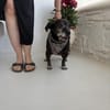 Small Ira, ruhige Hundeomi, ca. 15 Jahre,*in 55271*
