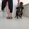 Small Ira, ruhige Hundeomi, ca. 15 Jahre,*in 55271*