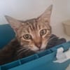 PHIBELLE (en cours d'adoption)