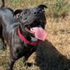 PAKO