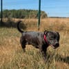 PAKO