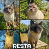 RESTA