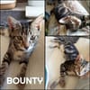 BOUNTY
