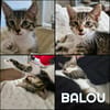 BALOU