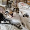 BALOU