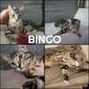 BINGO
