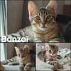 BANZAI