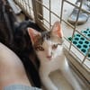 BLINI