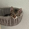 Katzenjunge Chui sucht liebevolle Menschen