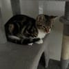 Katzenjunge Chui sucht liebevolle Menschen