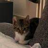 Katzenjunge Chui sucht liebevolle Menschen