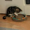 Katzenjunge Chui sucht liebevolle Menschen