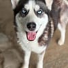 wunderschöne Husky Hündin sucht Zuhause