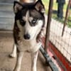 wunderschöne Husky Hündin sucht Zuhause