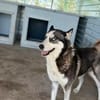 wunderschöne Husky Hündin sucht Zuhause