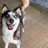 wunderschöne Husky Hündin sucht Zuhause