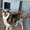 wunderschöne Husky Hündin sucht Zuhause