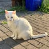 Annie sucht als Einzelkatze mit Garten/Freigang