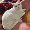 Annie sucht als Einzelkatze mit Garten/Freigang