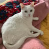 Annie sucht als Einzelkatze mit Garten/Freigang