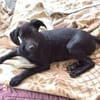 Baby BELLA