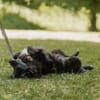 Kuschelfan Odi sucht ein Zuhause
