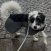 MATTI - verspielt & neugierig