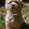 LUTZ