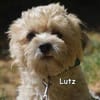 LUTZ