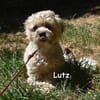 LUTZ
