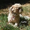 LUTZ