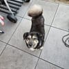 Der kleine Max sucht sein Zuhause