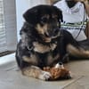 Der kleine Max sucht sein Zuhause