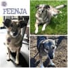 FEENJA ° benötigt Zeit um anzukommen