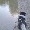 Kleiner Lica sucht seine Menschen