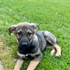 Ronja verspielt und goldig