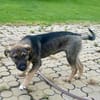 Ronja verspielt und goldig