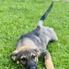 Ronja verspielt und goldig