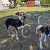 Freddy, fröhlicher Mischlingsjunghund geb. 01/2026