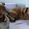 🐾 Zafira & Trixi  gemeinsam alt werden