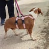 Inola auf Pflegestelle
