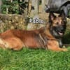 PAPLO