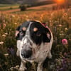 Traumhund Atenea auch mit Kindern PS D