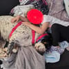 Traumhund Atenea auch mit Kindern PS D