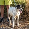 Traumhund Atenea auch mit Kindern PS D
